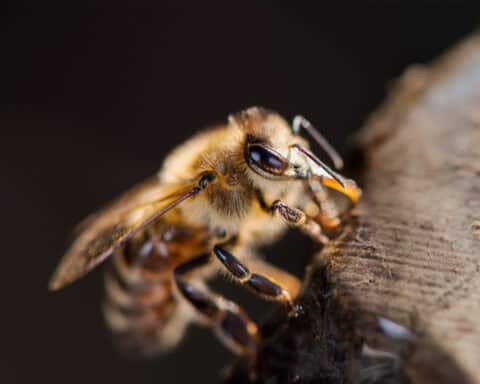 Une ouvrière d’abeille mellifère occidentale (Apis mellifera). ©Pixabay