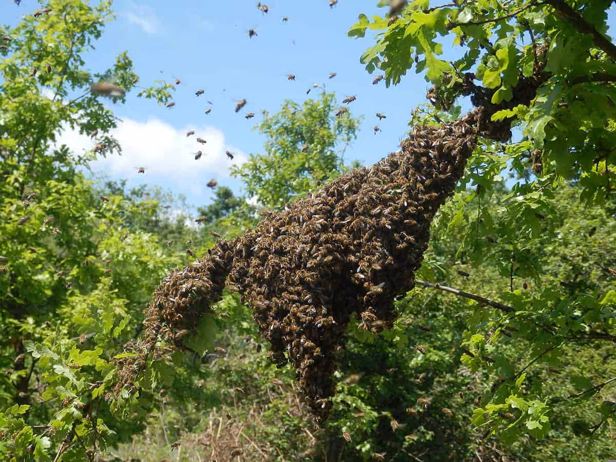 les abeilles mellifères ne sont pas véritablement domestiquées car les apiculteurs n'ont jamais pu empêcher complètement leur reproduction avec d'autres colonies.