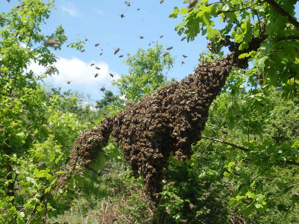 les abeilles mellifères ne sont pas véritablement domestiquées car les apiculteurs n'ont jamais pu empêcher complètement leur reproduction avec d'autres colonies.