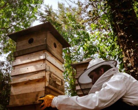apiculture-ecologique-suisse-2026