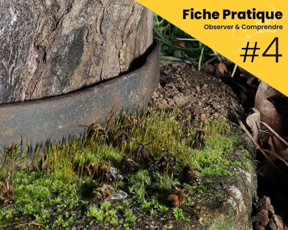 Fiche 4 Observations sur la planche d'envol