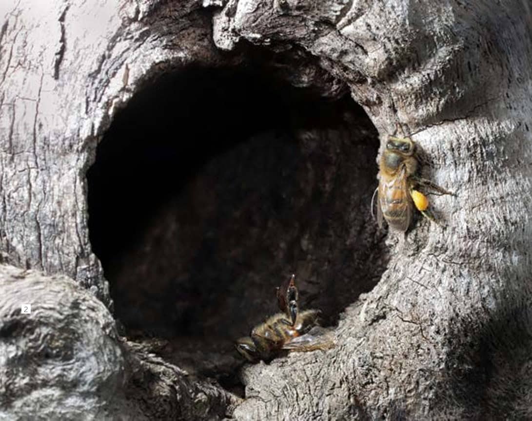 Une abeille morte à l'entrée d'un trou d'arbre abritant une colonie. Photo ©Jean-Marie Durand
