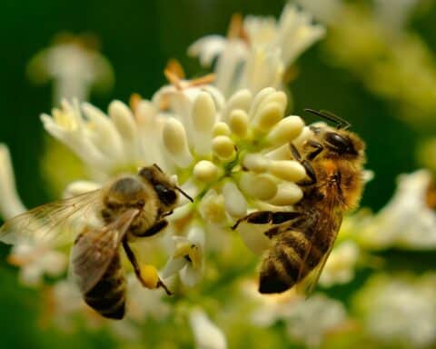 Abeilles sauvages butinent