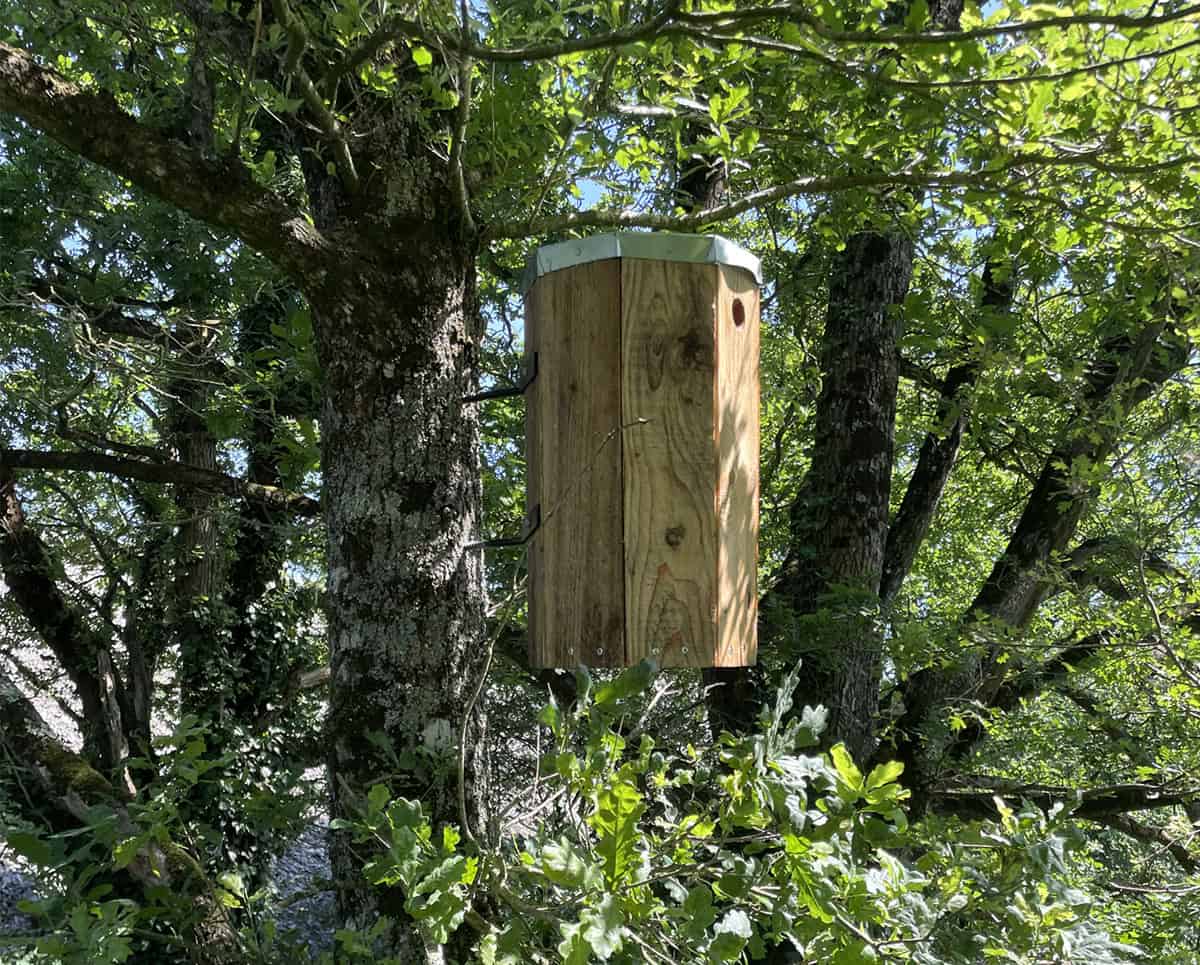 Un nichoir modèle nidabeilles, fixé sur un tronc de chêne, offre un habitat adéquat pour une colonie sauvage.