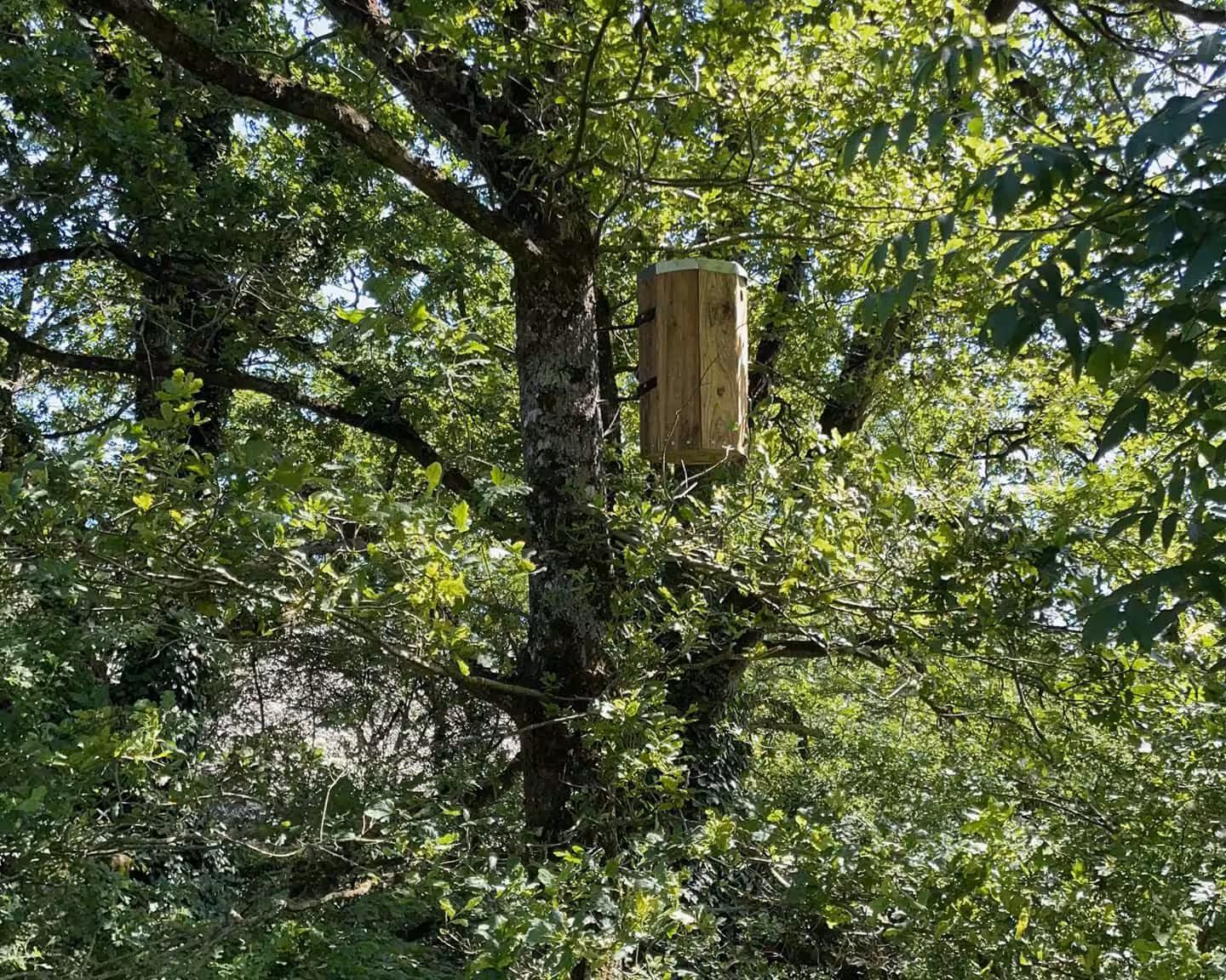 Des abeilles dans mon arbre5
