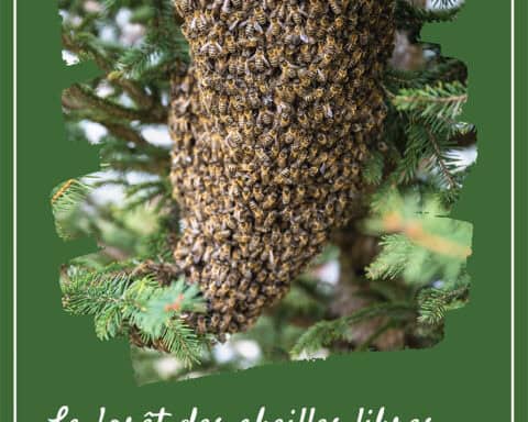 Nouvelles version La forêt des abeilles libres