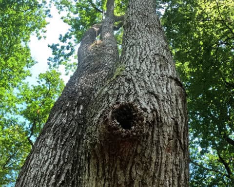 Les colonies vivant à l’état sauvage s’installent majoritairement dans des cavités de feuillus, notamment celles creusées par des pics ou formées naturellement dans de vieux chênes