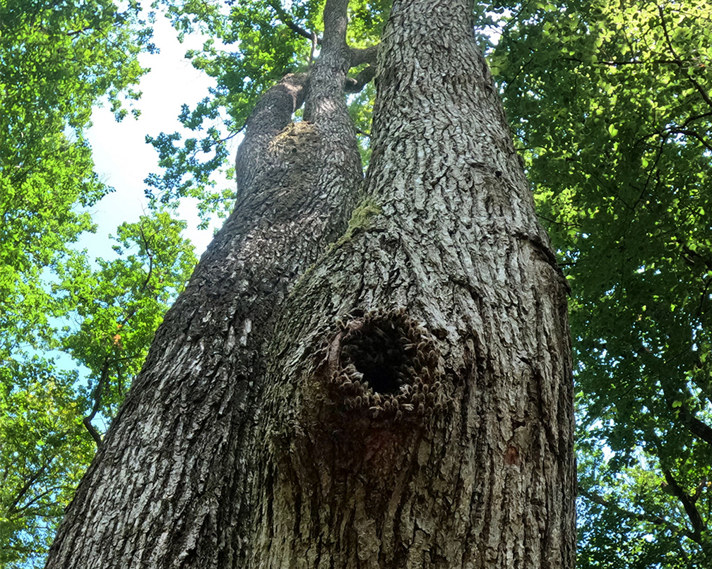 Les colonies vivant à l’état sauvage s’installent majoritairement dans des cavités de feuillus, notamment celles creusées par des pics ou formées naturellement dans de vieux chênes