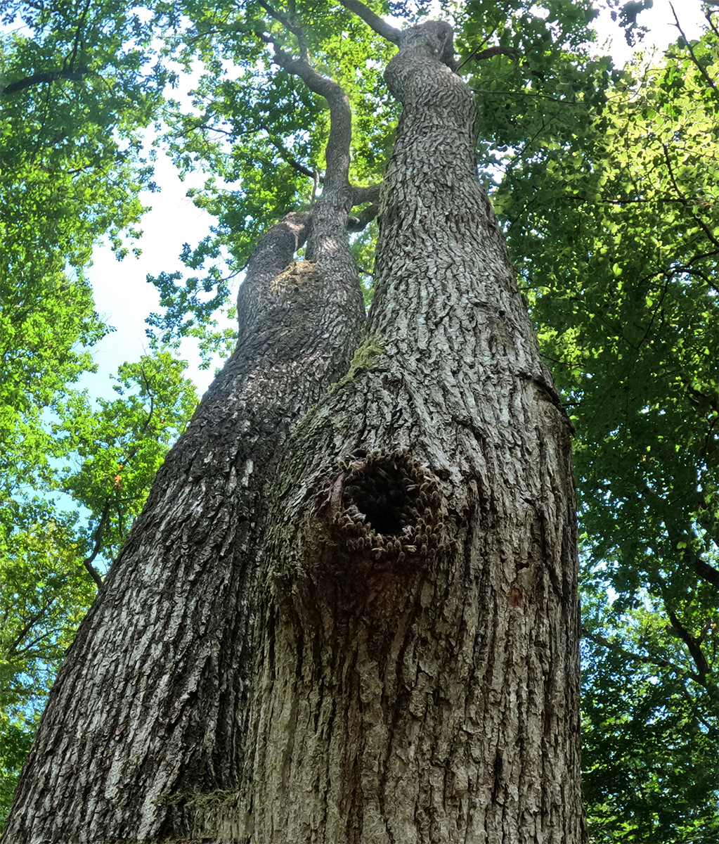 Les colonies vivant à l’état sauvage s’installent majoritairement dans des cavités de feuillus, notamment celles creusées par des pics ou formées naturellement dans de vieux chênes