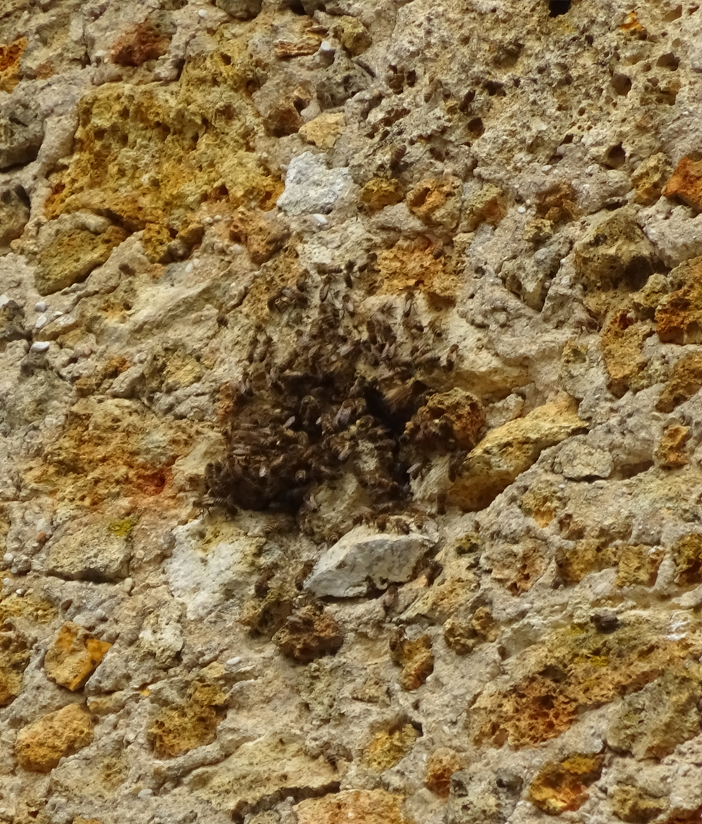 On les retrouve également dans des structures artificielles comme des cheminées, des poteaux électriques ou encore des trous dans des murs