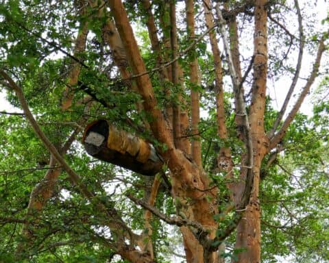 abeilles en fête Genève suisse