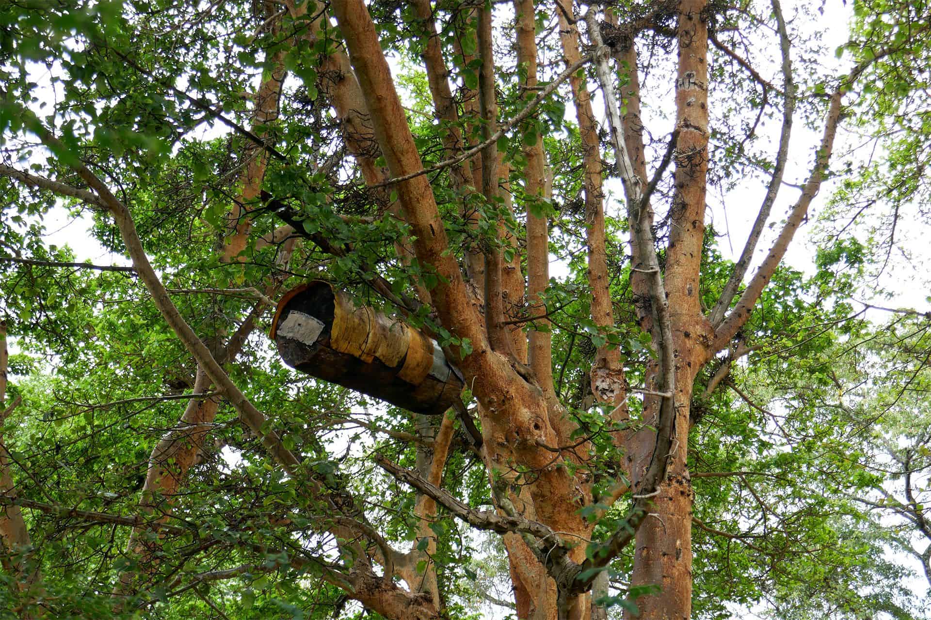 abeilles en fête Genève suisse