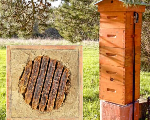 stage-warre-argile-juin-2026