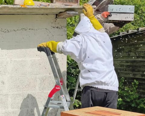 piege-essaim-abeilles
