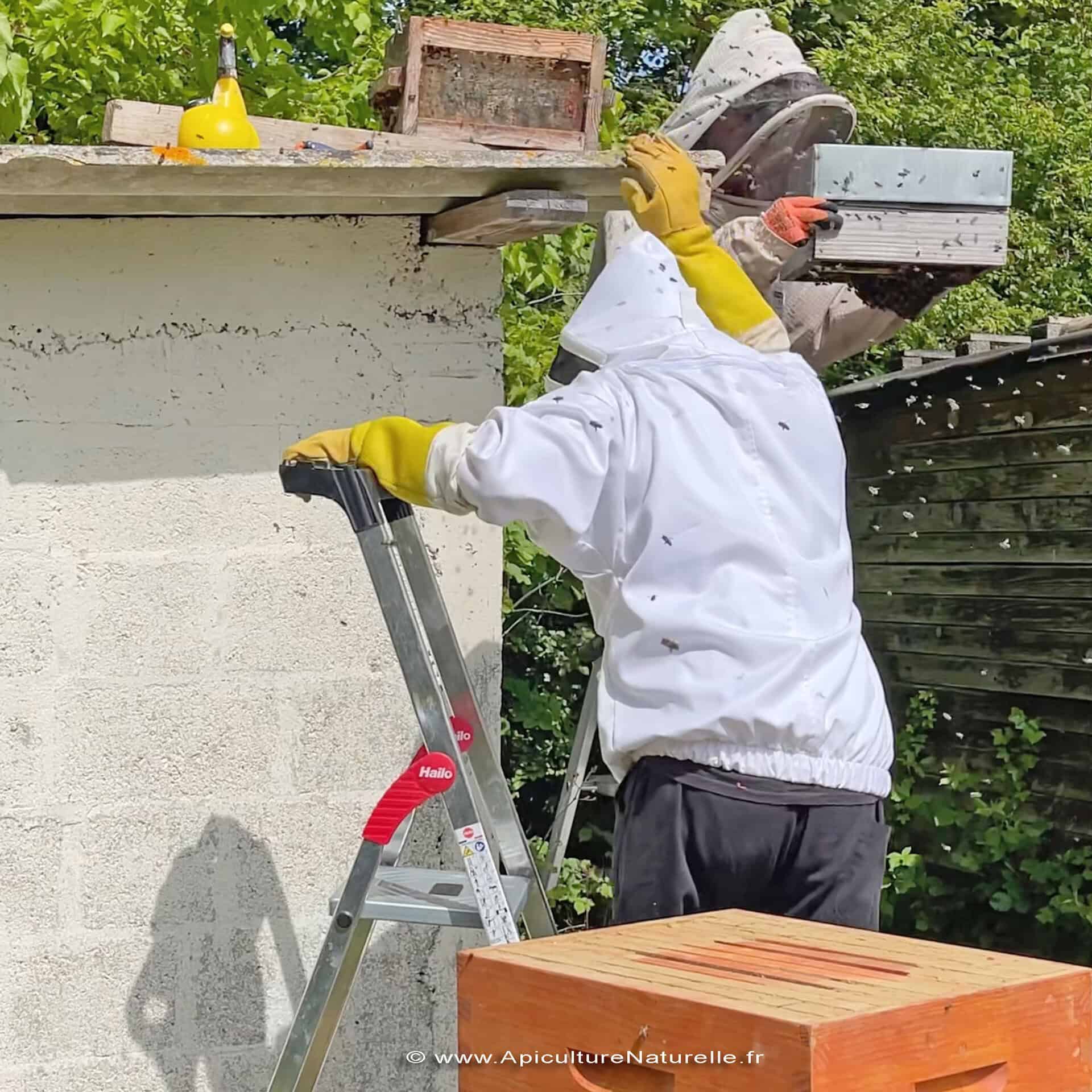 piege-essaim-abeilles