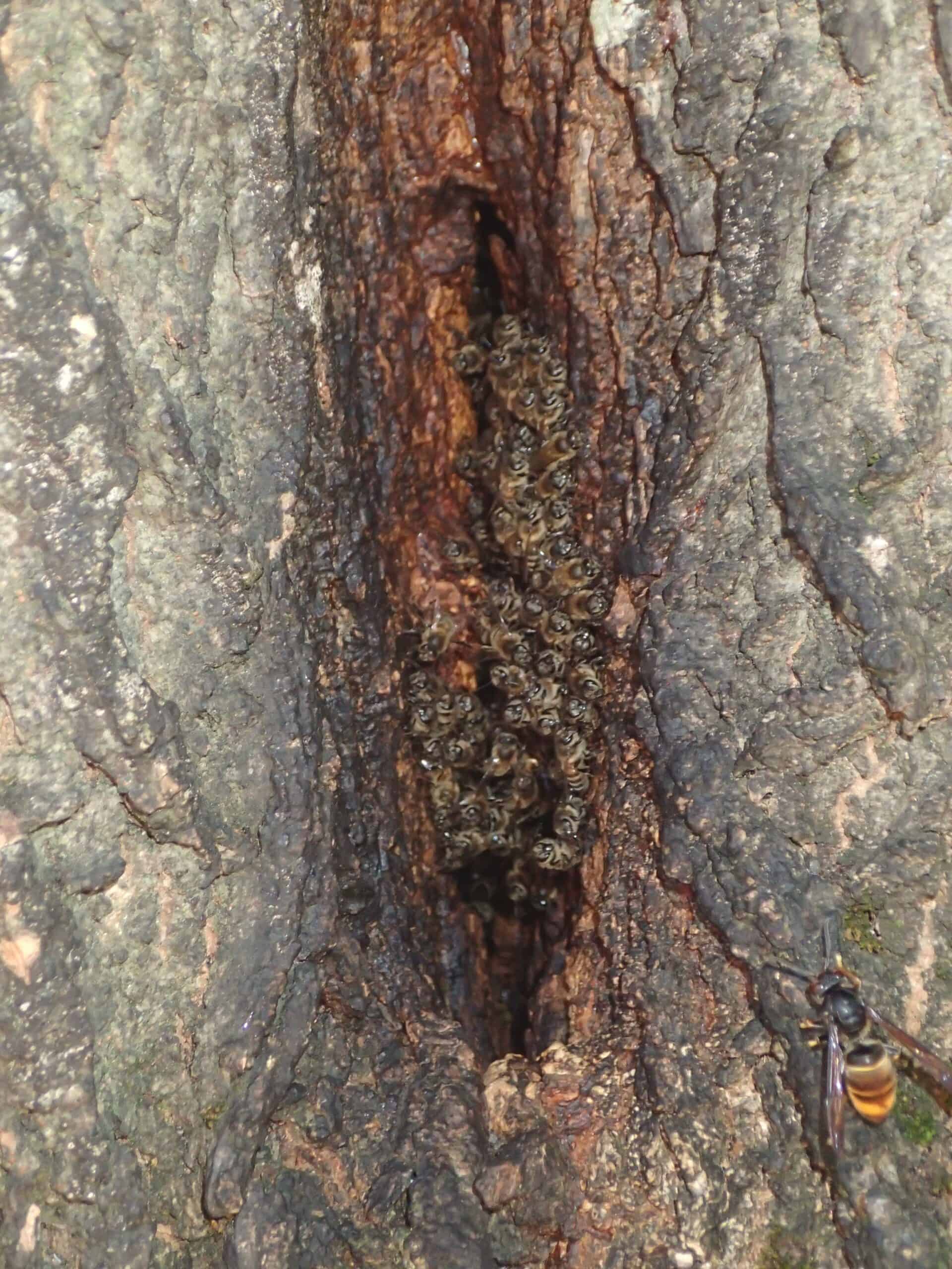 4. Deux frelons à pattes jaunes à l’entrée d’une colonie d’abeilles logée dans un frêne creux. Celui de gauche vole en tournoyant, celui de droite est en chasse en vol stationnaire. La barbe de défense des abeilles est concentrée au niveau de la fente d’entrée.