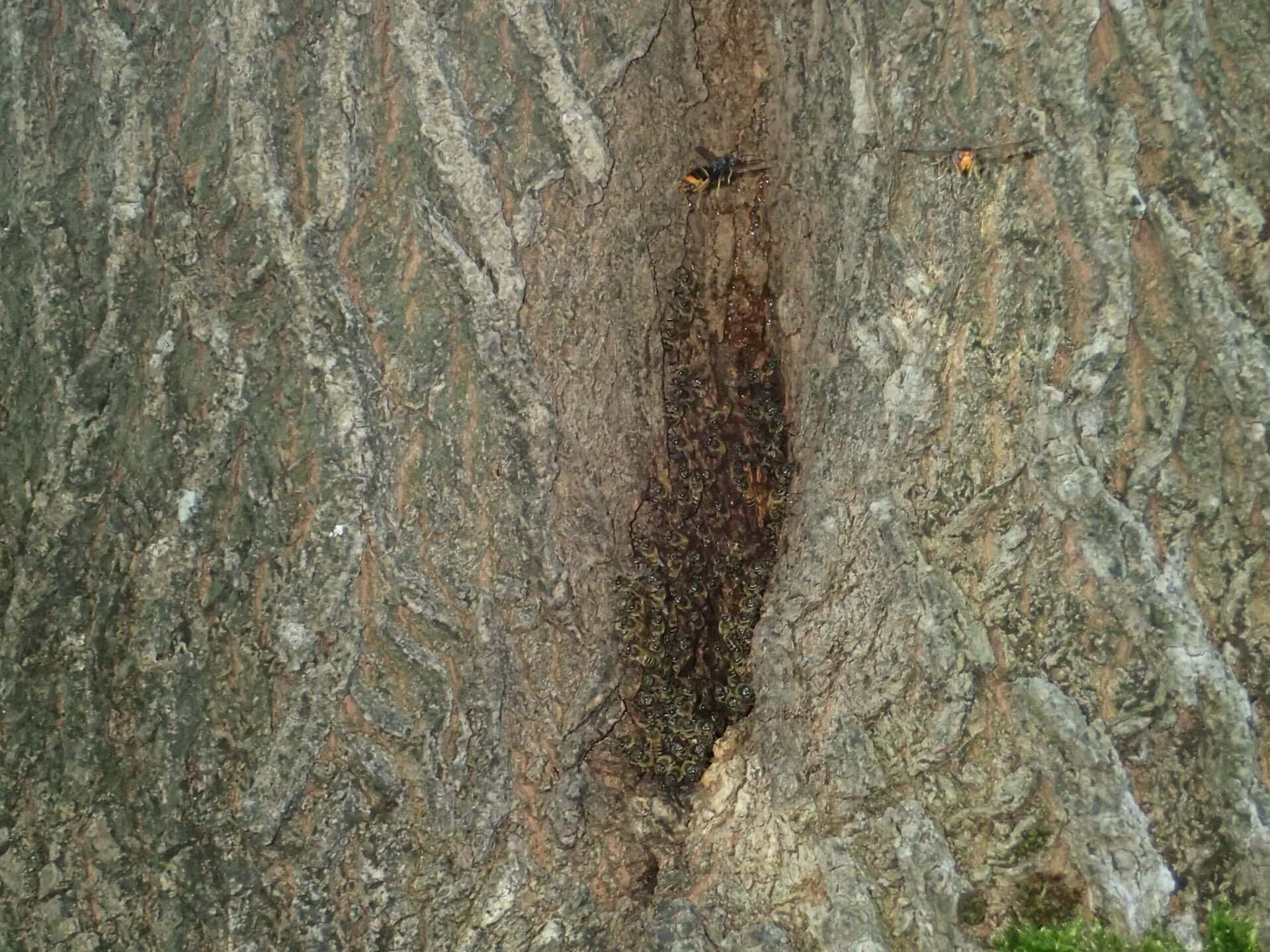 Deux frelons à pattes jaunes à l’entrée d’une colonie d’abeilles logée dans un frêne creux. Celui de gauche vole en tournoyant, celui de droite est en chasse en vol stationnaire. La barbe de défense des abeilles est concentrée au niveau de la fente d’entrée.