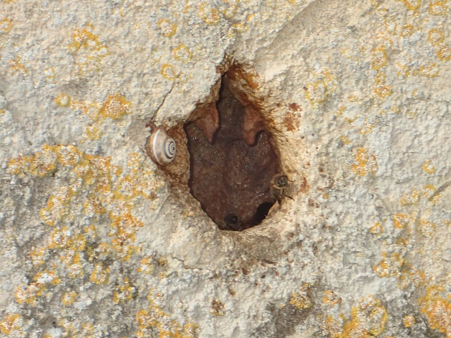 5. Rideau de propolis bouchant en grande partie le trou d’une pierre de taille derrière laquelle est logée une colonie d’abeilles.