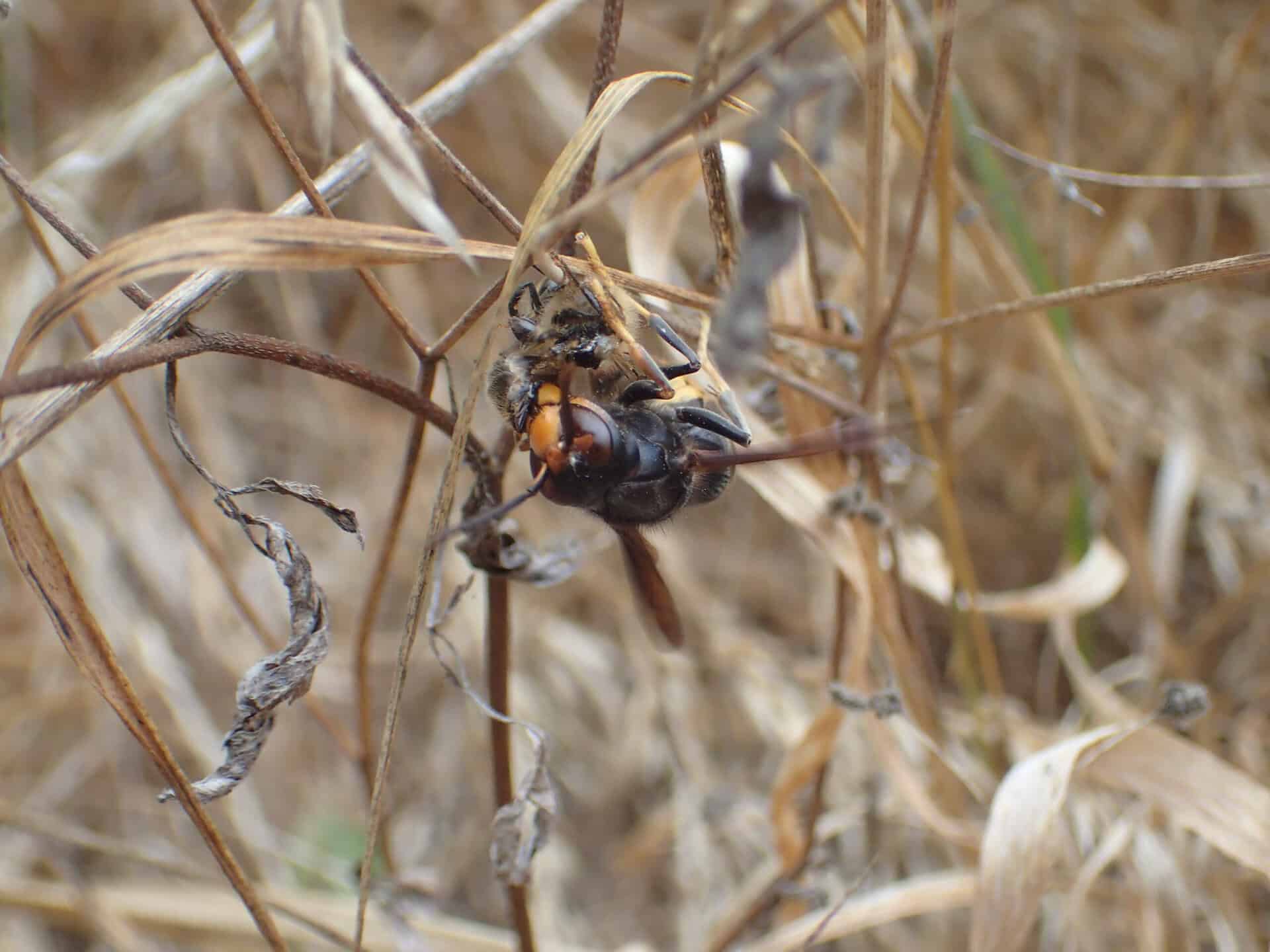 Un frelon dépèce sa proie, accroché à une herbe sèche.
