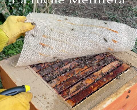 La-Ruche-Mellifera