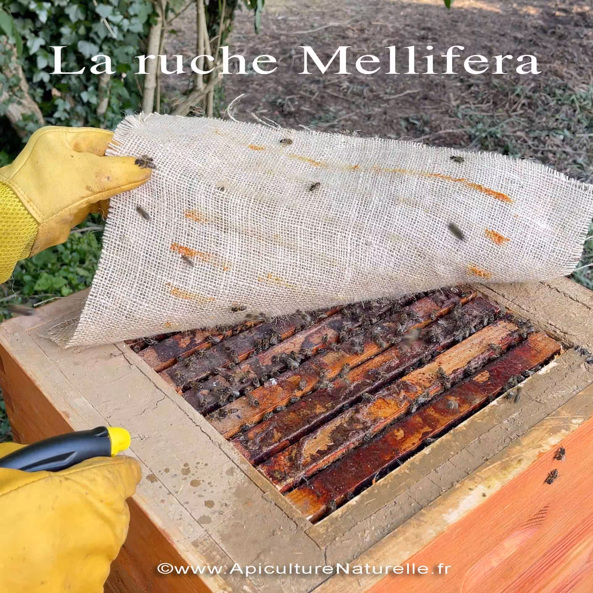 La-Ruche-Mellifera