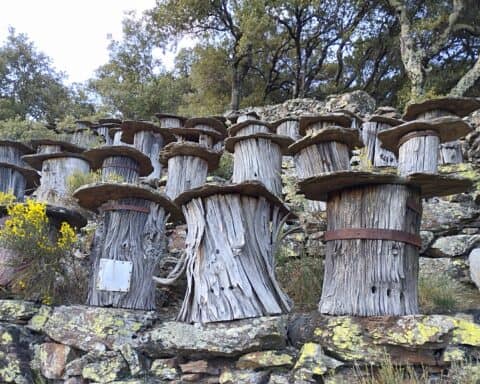 Rucher-tronc de Thines en Ardèche