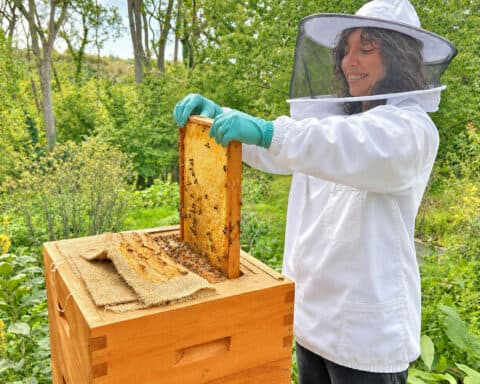 stage-ruche-mellifera-03-10-2026