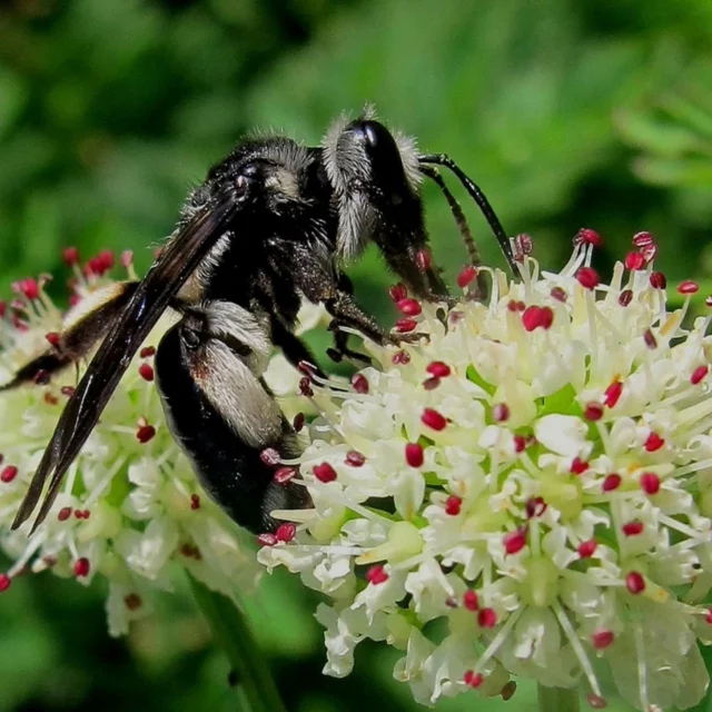 "Vie et mort des paysages. Agriculture intensive et abeilles sauvages. Partie 3", troisième et dernier volet de l'article d'Isabelle Avisse sur les abeilles sauvages et nos paysages du quotidien.
"Nous avions triomphé et bientôt, nous autres humains, nous serions seuls, à nous demander comment nous avions pu faire le ménage aussi vite. […] La Terre avait été un musée sublime. Par malheur, l’homme n’était pas conservateur."
#apiculture #agriculture #naturalisme #sauvage #reensauvagement #rewilding #hives #beehive #ruche #abeille #abeilles #ecosysteme #entomologie #biodiversite #pollinisation #réensauvagement #environnement #écologie #écosysteme #biodiversité #développementdurable
