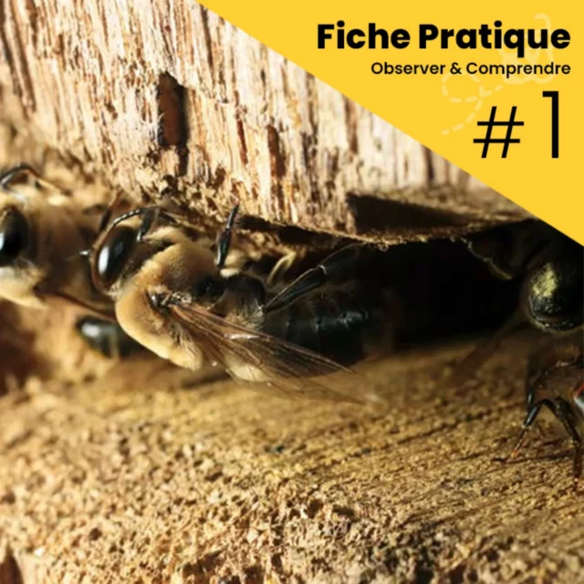 Nouveau cycle de parutions sur votre plateforme AEL, les fiches pratiques d'observation  🐝🔍 Première fiche printanière de saison, "Les ruches bourdonneuses", rédigée par notre grand ami et contributeur Henri Giorgi. Contenu issu de notre guide "Observations sur la planche d'envol, comprendre une colonie d'abeilles sans ouvrir la ruche" paru en Mai 2024 🌸🌼
#abeille #abeilles #abeillessauvages #arbreaabeilles #entomologie #naturalisme #naturaliste #pollinisateurs #biodiversite #pollinisation #reensauvagement #nature #environnement #ecologie #ecosysteme #antispecisme #antispeciste #developpementdurable #apiculture #apiculturenaturelle #apiculturealternative